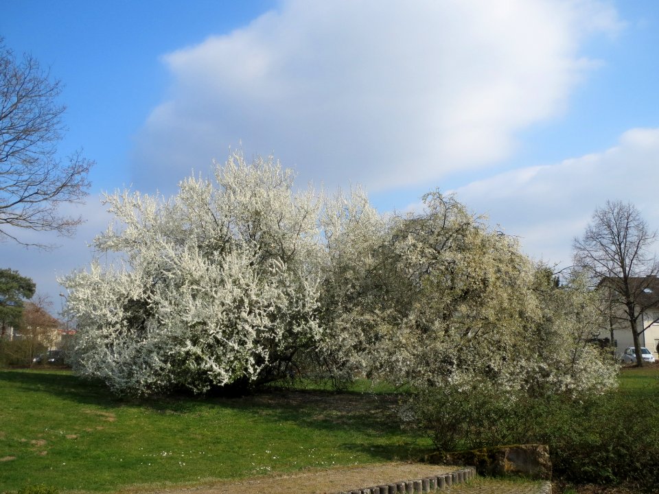 20140316Prunus_cerasifera_Hockenheim4