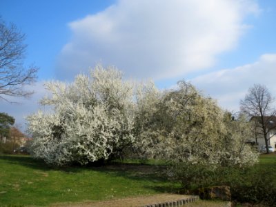 20140316Prunus_cerasifera_Hockenheim4