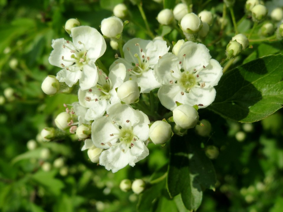 20140410Crataegus_monogyna5