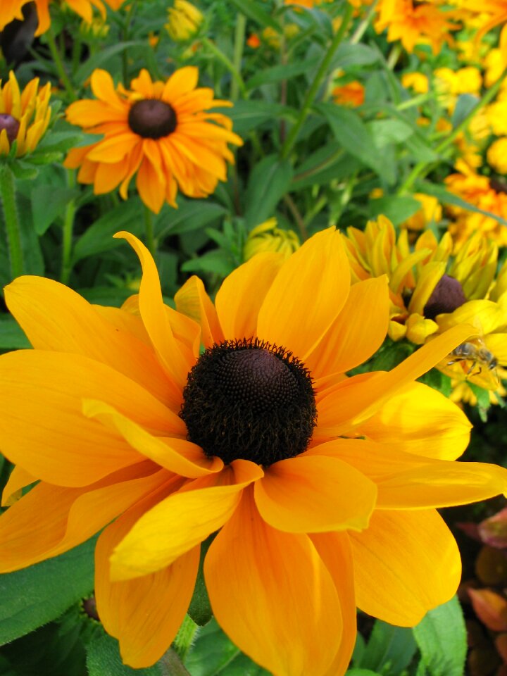 Bloom yellow coneflower close up