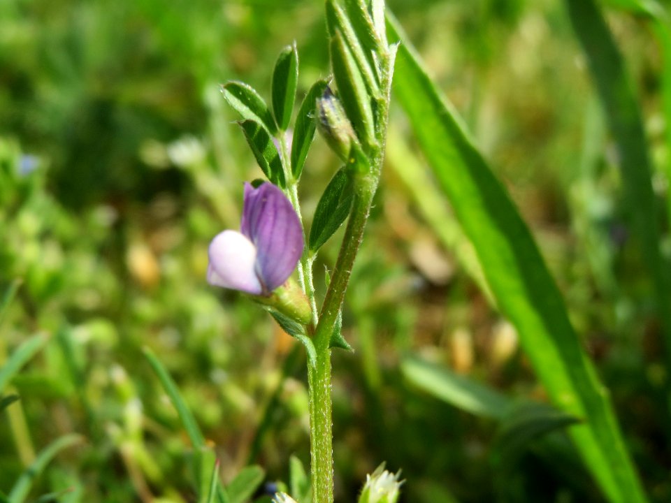 20140409Vicia_lathyroides