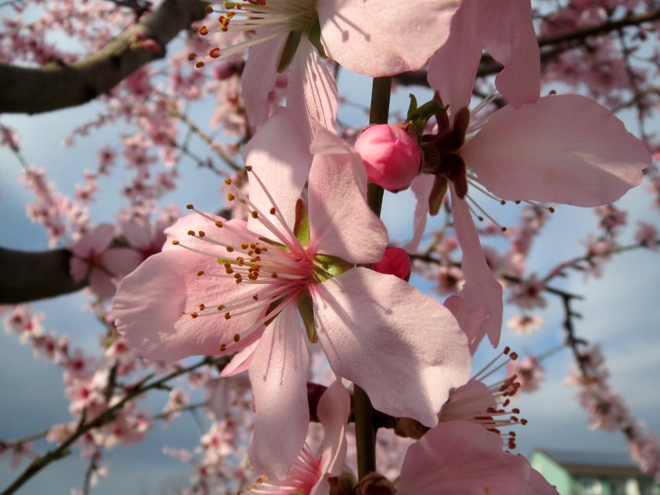 20140316Mandelbluete_Bruehl14