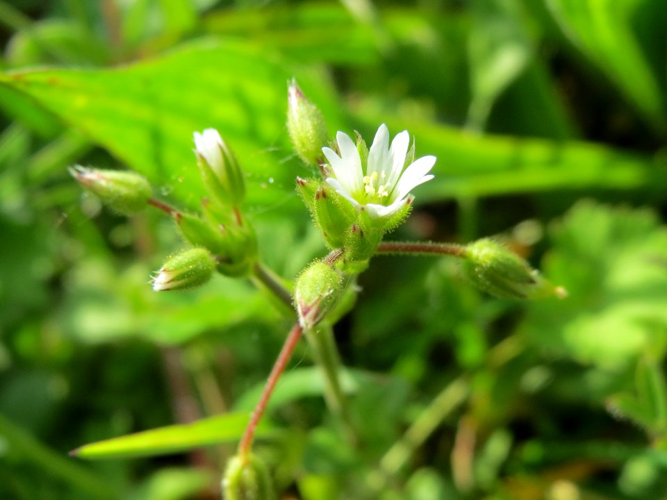 20140410Cerastium_semidecandrum1