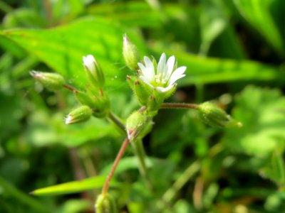 20140410Cerastium_semidecandrum1