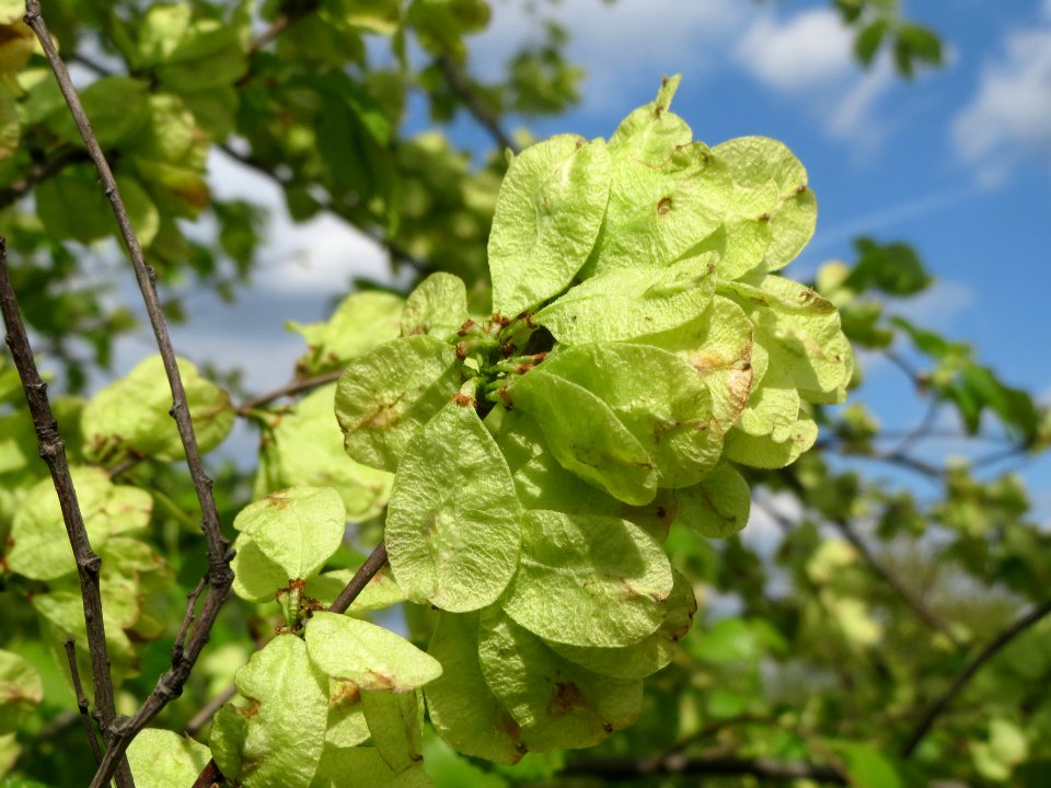 20140409Ulmus_minor2