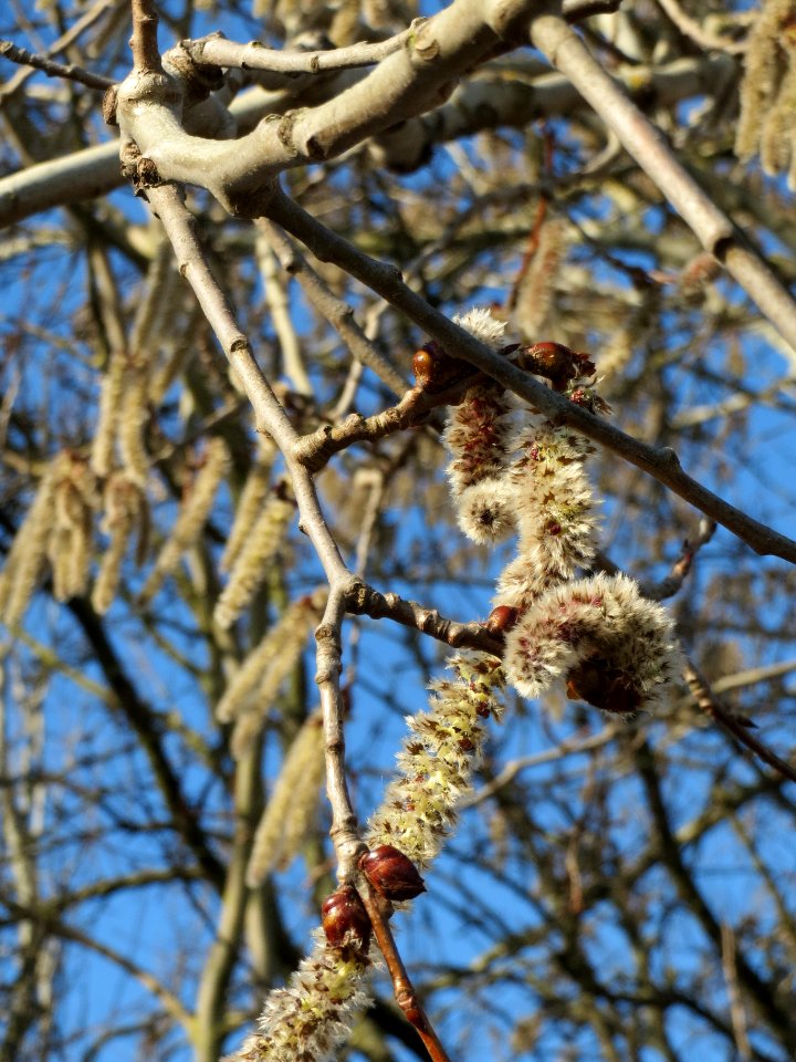 20140302Populus_tremula3