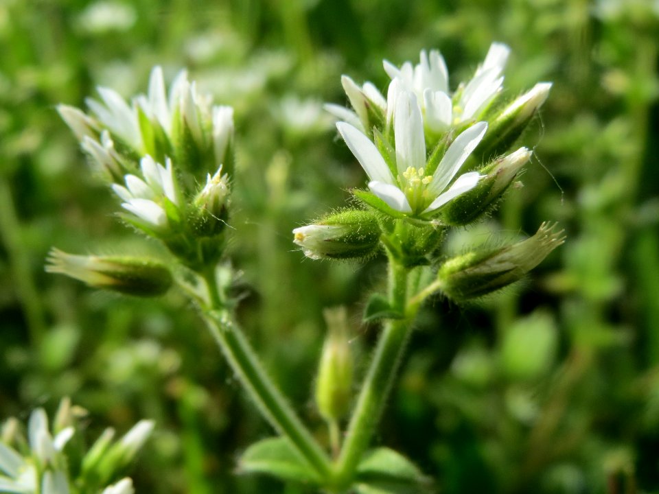 20140410Cerastium_glomeratum5