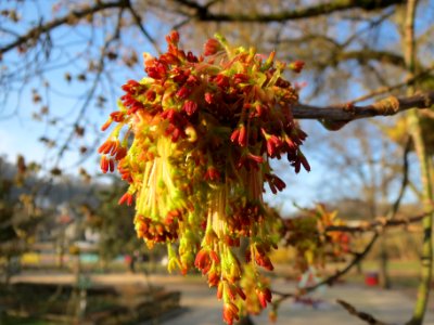 20140311Acer_negundo03