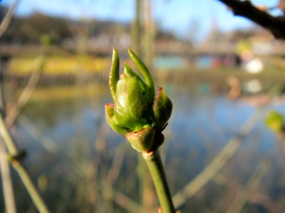 20140311Euonymus_europaeus3