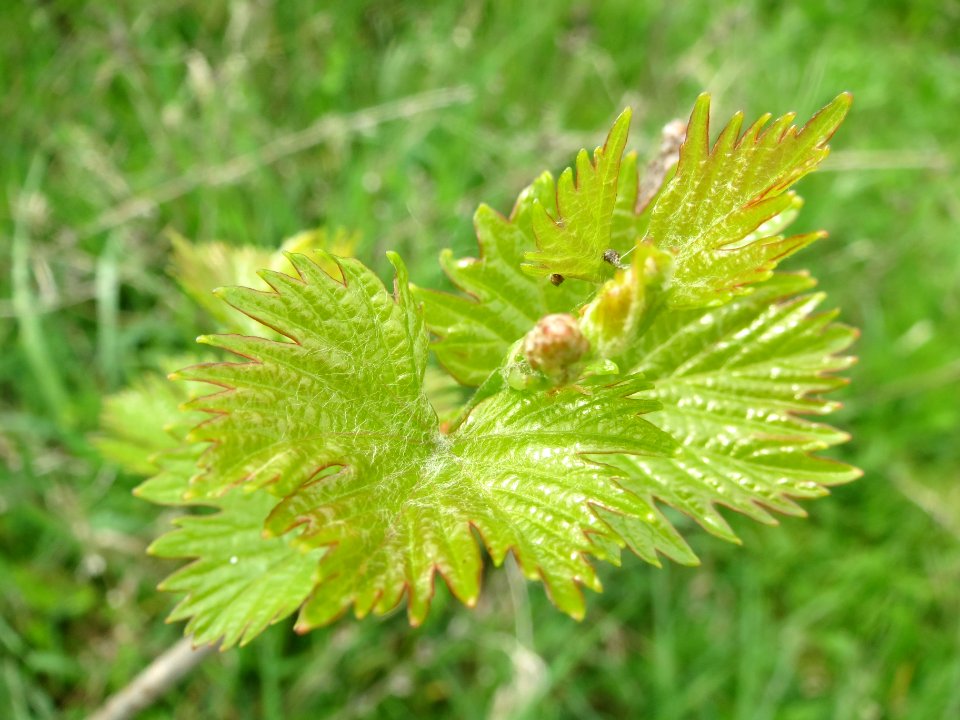 20140407Wein_Hockenheim6