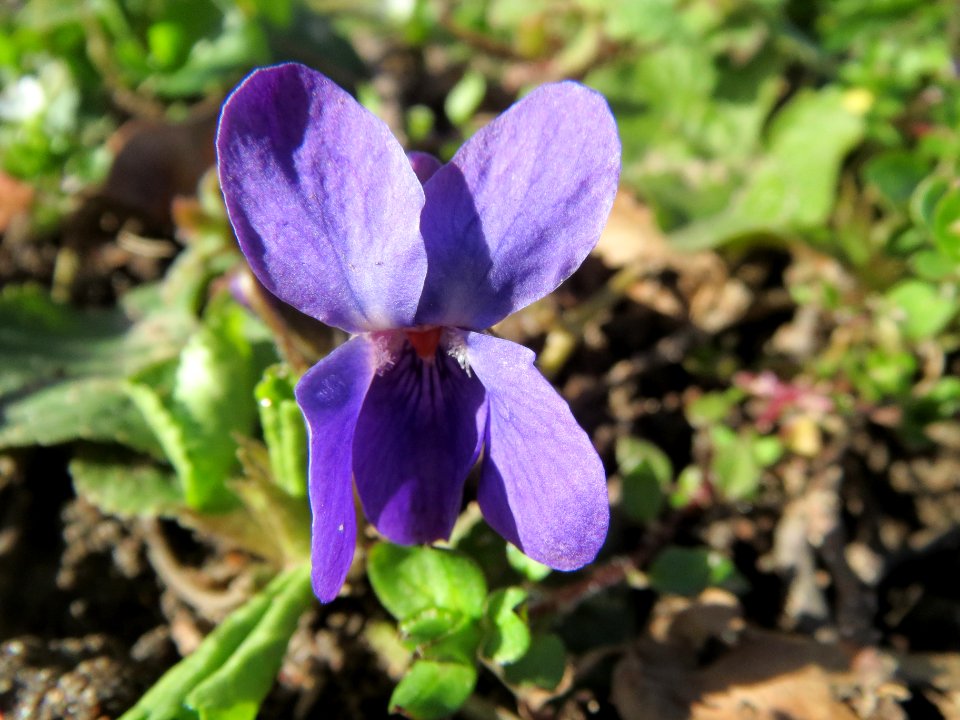 20140228Viola_odorata2