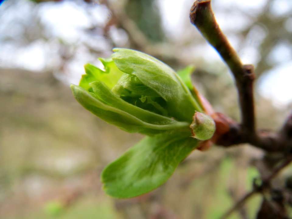 20140225Crataegus_monogyna3