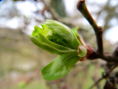 20140225Crataegus_monogyna3