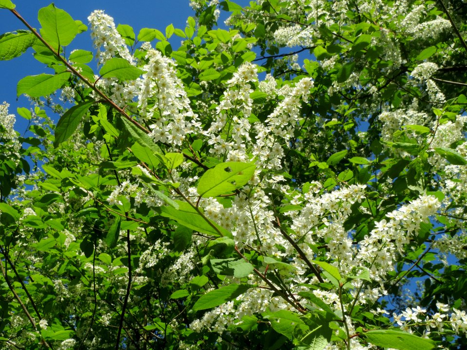 20140413Prunus_padus2