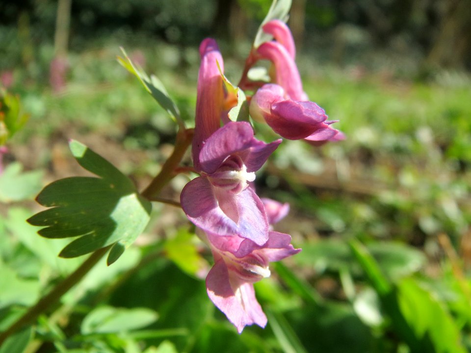 20140311Corydalis_solida4