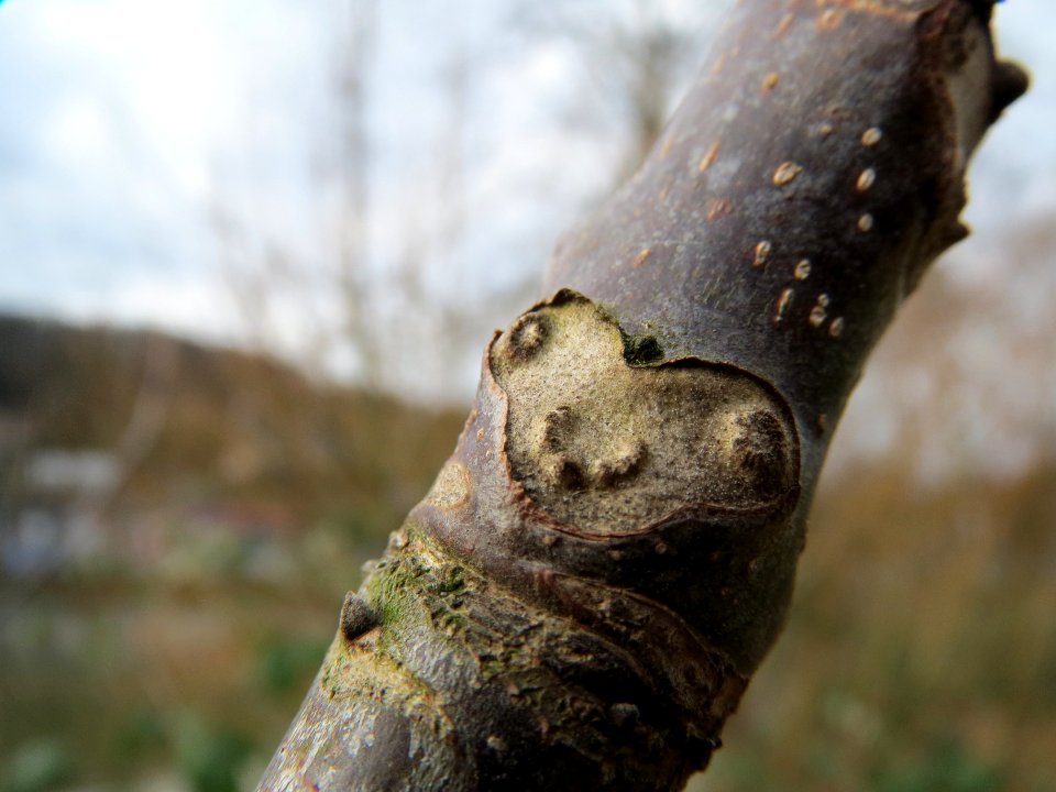 20140225Walnuss_Saarbruecken1