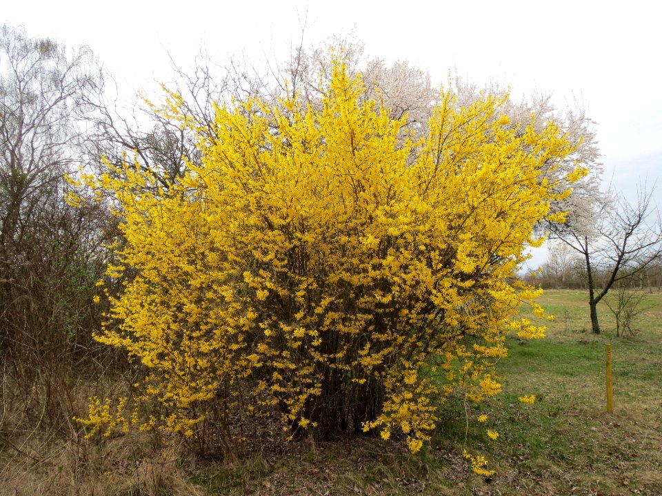 20140315Forsythie_Hockenheim