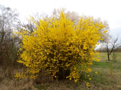 20140315Forsythie_Hockenheim