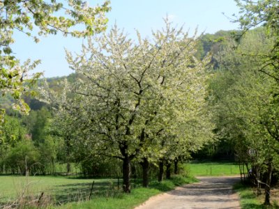 20140413Kirschbluete_Almet