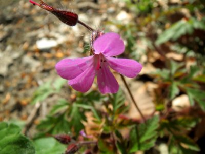 20140413Geranium_robertianum2
