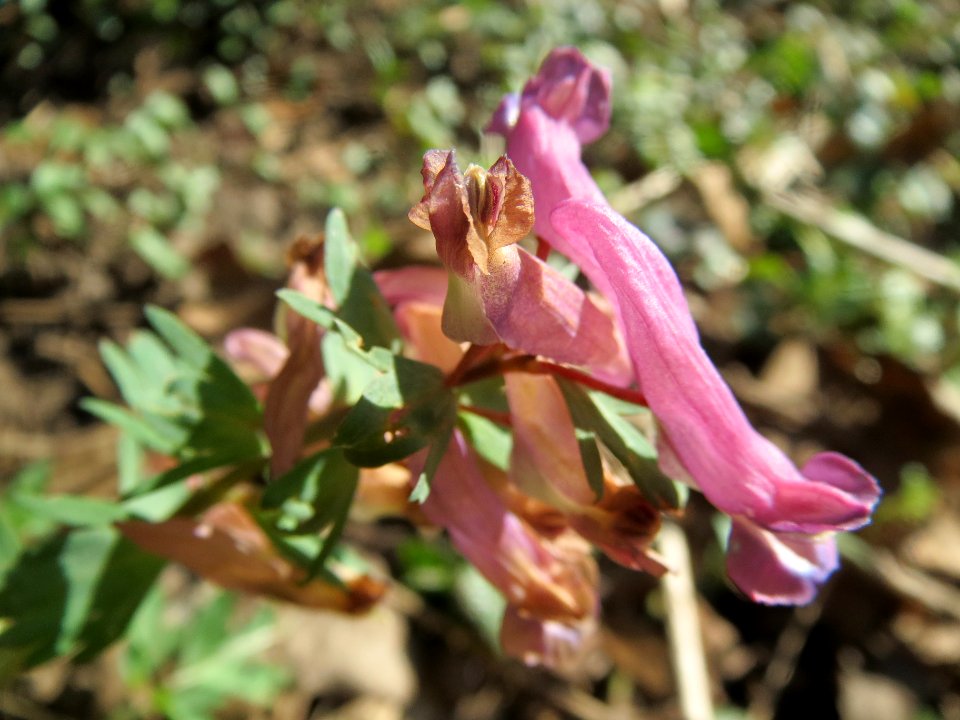 20140311Corydalis_solida1