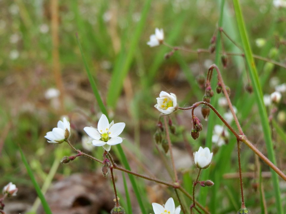 20140409Spergula_arvensis2