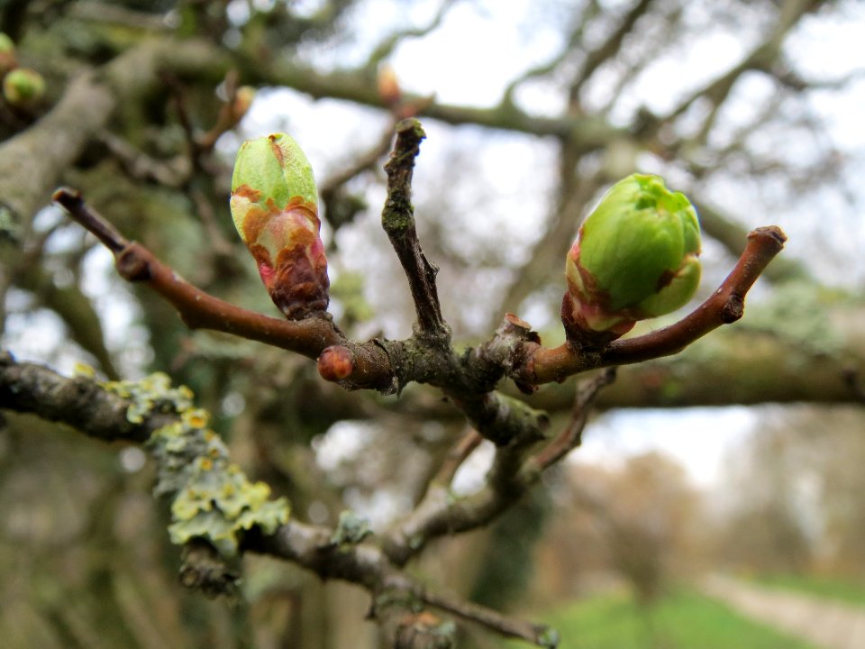 20140225Crataegus_monogyna1