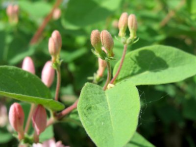 20140409Lonicera_xylosteum4