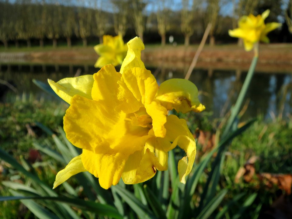20140311Narcissus_pseudonarcissus