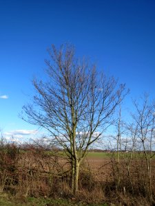 20140217Ulmus_minor09