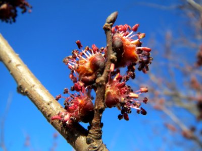 20140217Ulmus_minor04