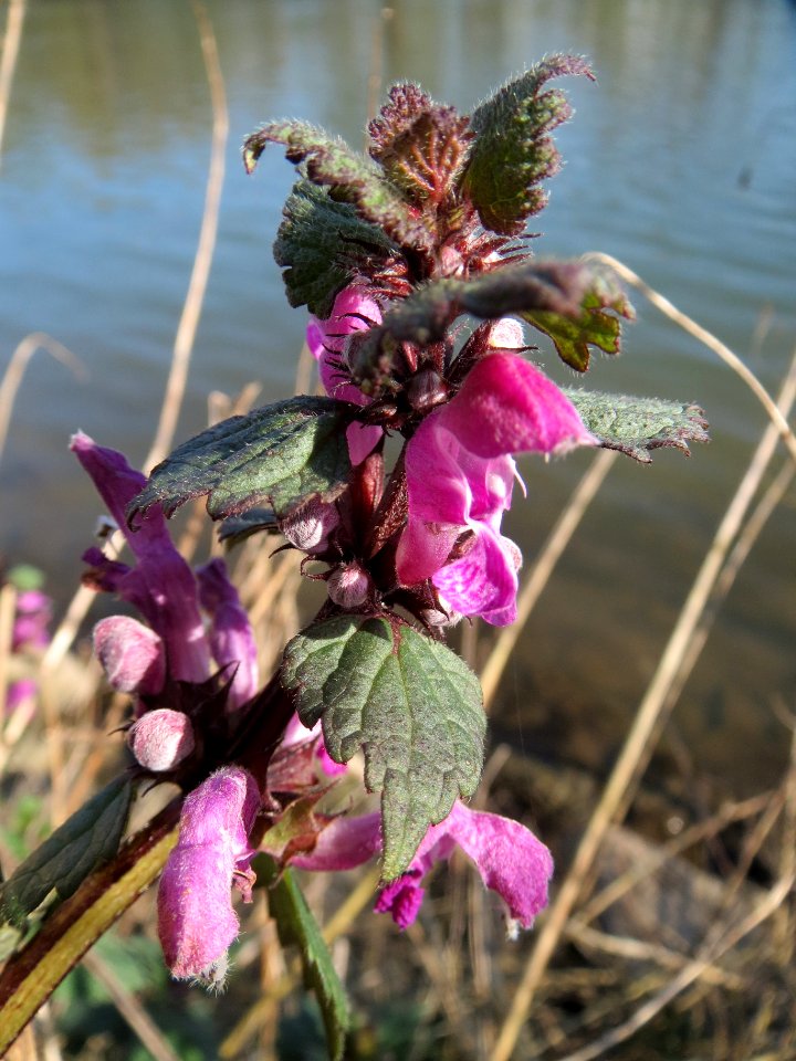 20140311Lamium_maculatum1