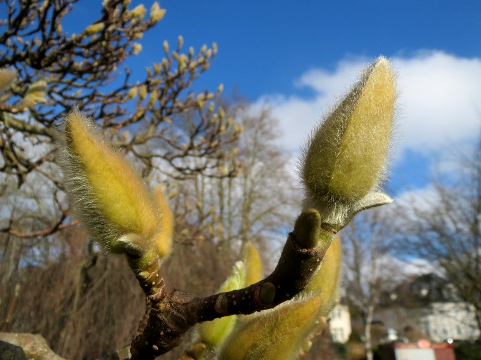 20140220Magnolia_×_soulangeana4