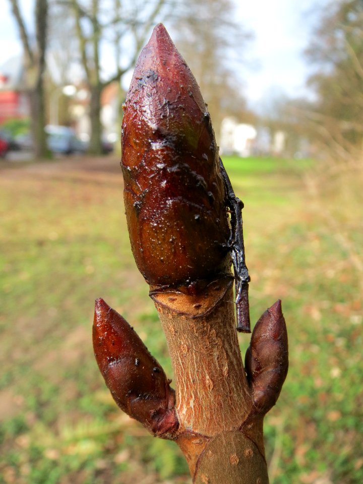 20140225Aesculus_hippocastanum