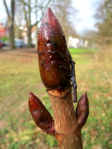 20140225Aesculus_hippocastanum