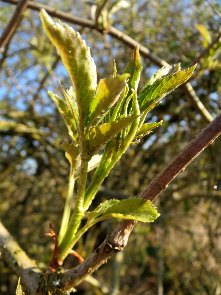 20140311Sambucus_nigra6