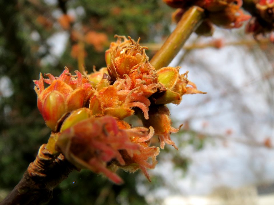 20140225Acer_saccharinum3