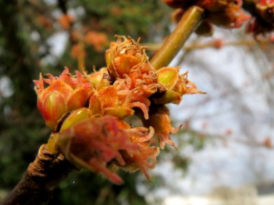 20140225Acer_saccharinum3