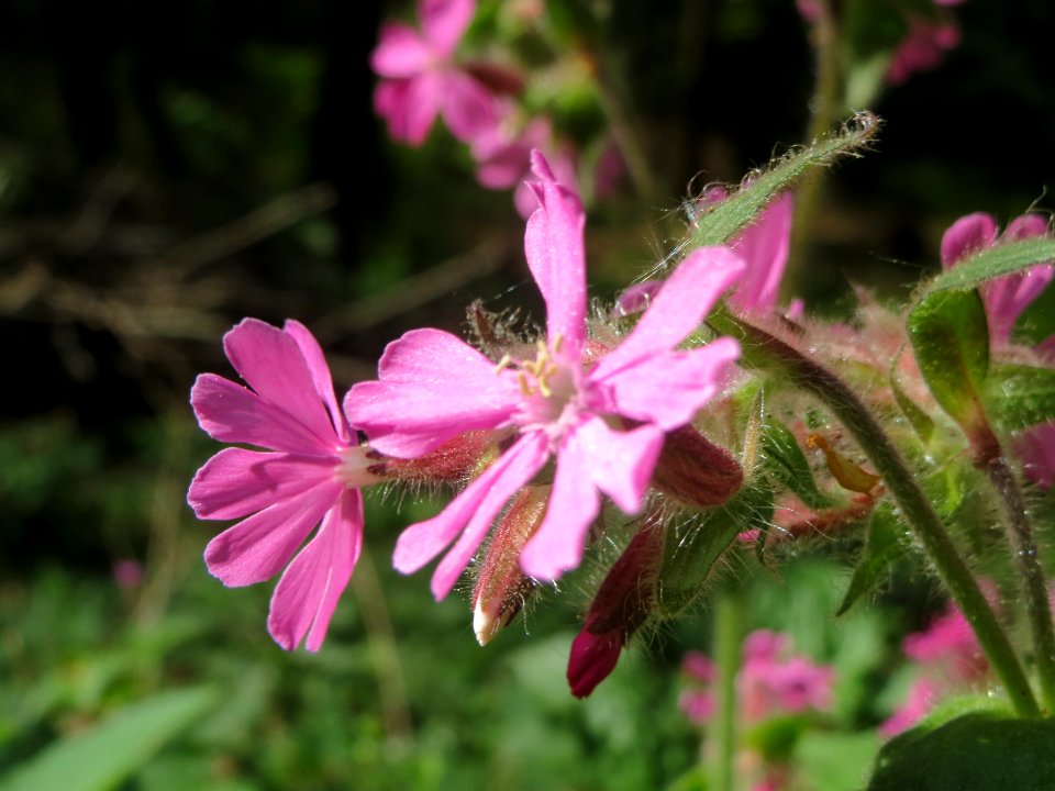 20140413Silene_dioica1