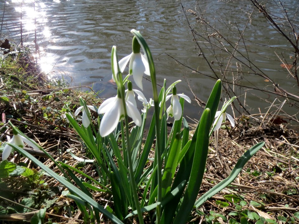20140224Galanthus_nivalis