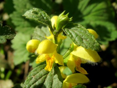 20140413Lamiastrum_galeobdolon1