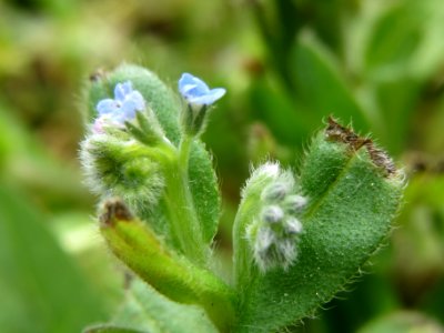 20140418Anchusa_arvensis