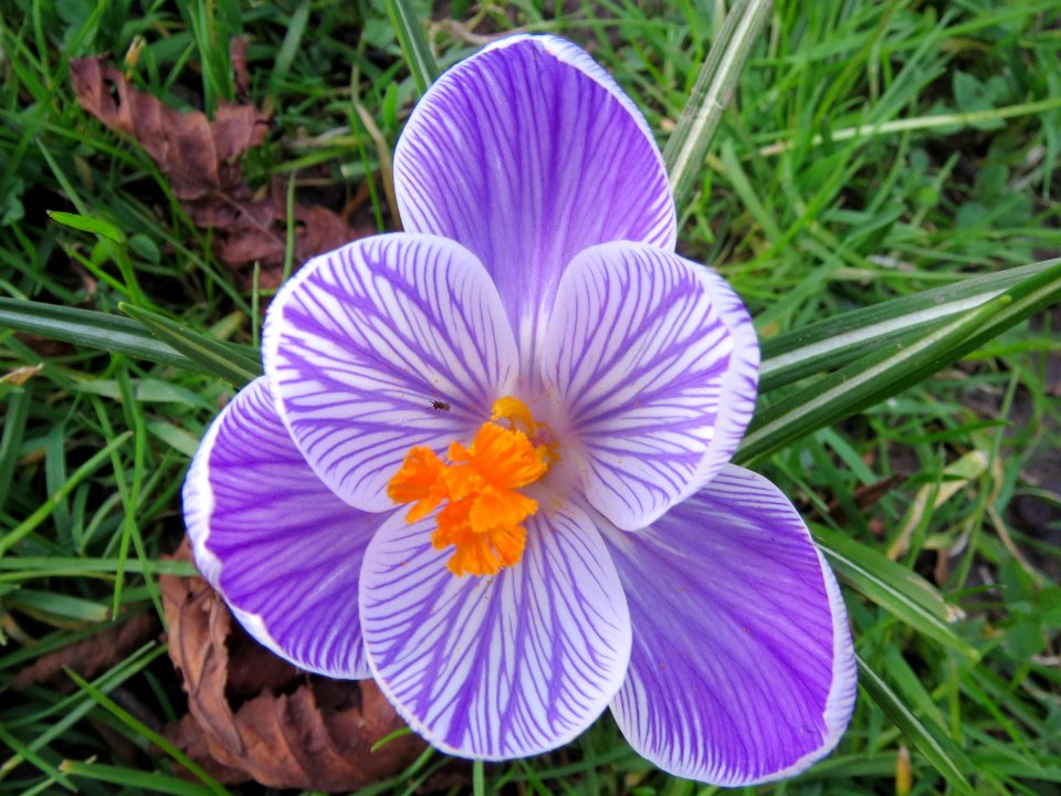 20140224Crocus_vernus_cultivars