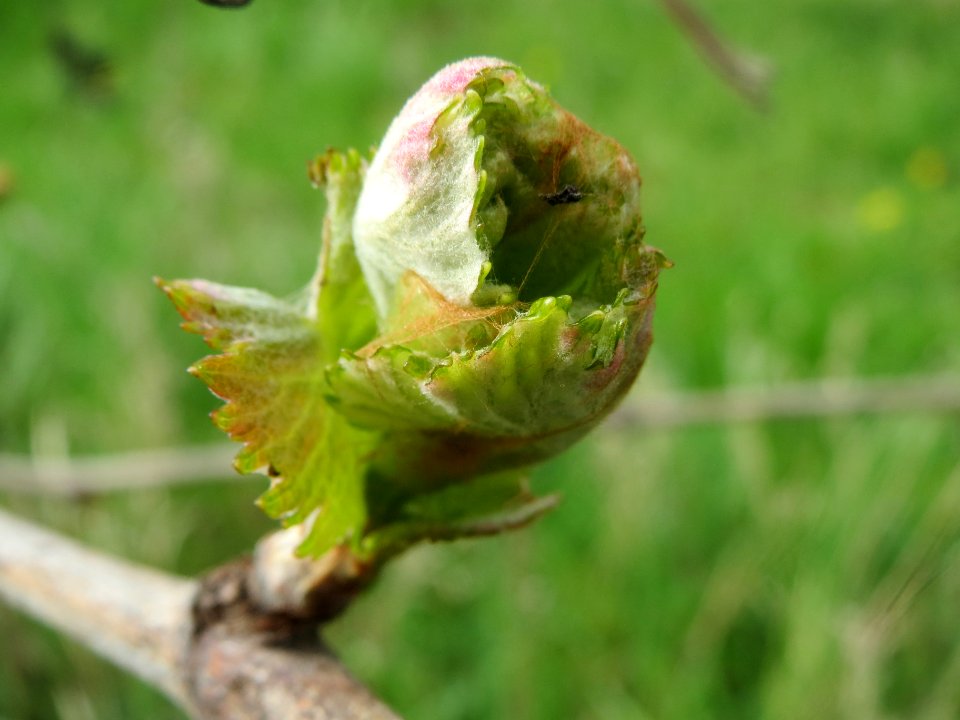 20140407Wein_Hockenheim2