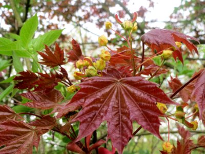 20140414Acer_platanoides_Schwedleri2