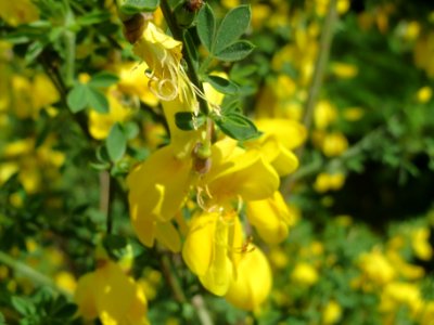 20140418Cytisus_scoparius2