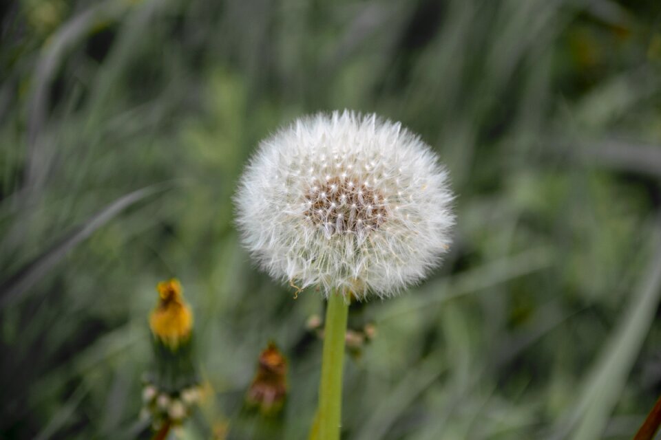 Spring wild plant flower