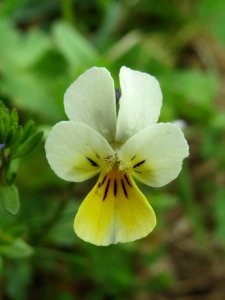 20140407Viola_arvensis2