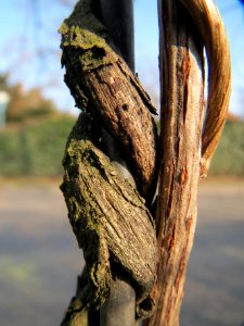 20140308Fallopia_baldschuanica7