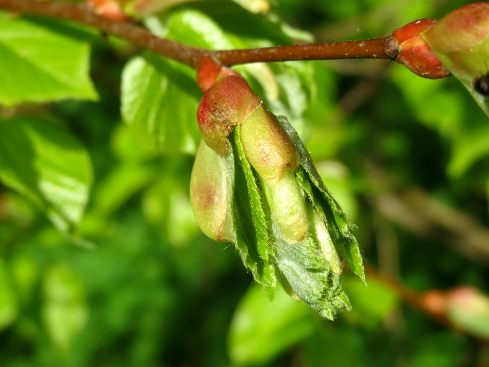 20140408Tilia_cordata4